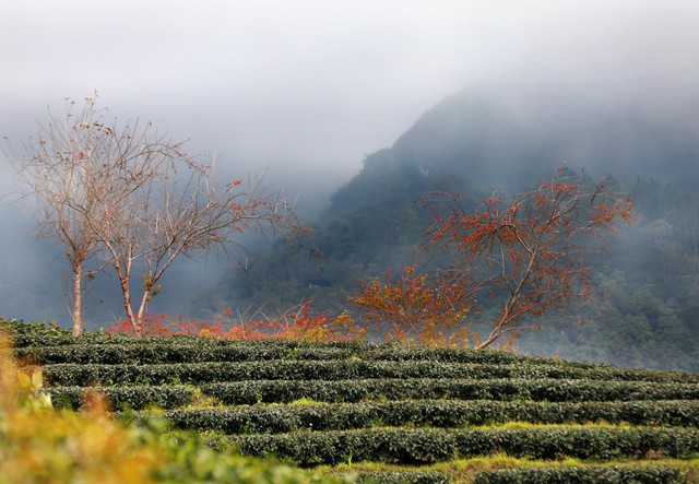 Đồi chè Ô Long mùa đông đẹp như bức tranh vẽ ở SaPa - Ảnh 13. Đồi chè Ô Long mùa đông đẹp như bức tranh vẽ ở SaPa - Ảnh 13.