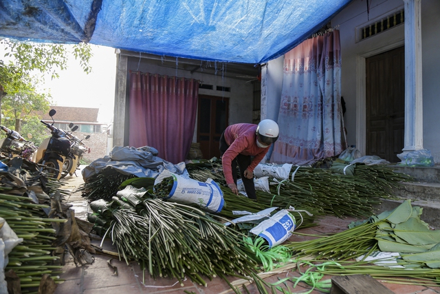 Hà Nội: Người dân làng Tràng Cát tất bật “hái lá đếm tiền” - Ảnh 10.