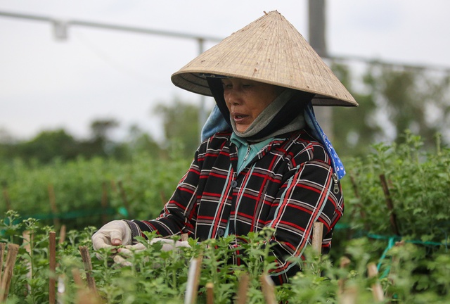  Sinh viên, công nhân thất nghiệp “ngắt lá, bẻ nụ hoa” kiếm tiền triệu tiêu Tết  - Ảnh 3.