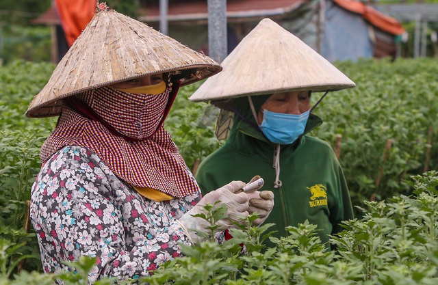  Sinh viên, công nhân thất nghiệp “ngắt lá, bẻ nụ hoa” kiếm tiền triệu tiêu Tết  - Ảnh 14.