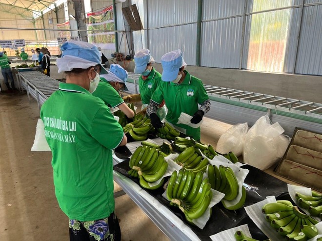 Tình hình thưởng Tết: HAGL, Masan, Đường Quảng Ngãi thưởng đến trăm triệu/người, một DN thưởng cho bảo vệ, lao công ngang chủ tịch, giám đốc - Ảnh 1.