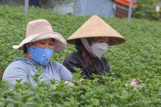  Sinh viên, công nhân thất nghiệp “ngắt lá, bẻ nụ hoa” kiếm tiền triệu tiêu Tết  - Ảnh 11.