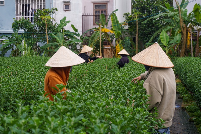  Sinh viên, công nhân thất nghiệp “ngắt lá, bẻ nụ hoa” kiếm tiền triệu tiêu Tết  - Ảnh 10.