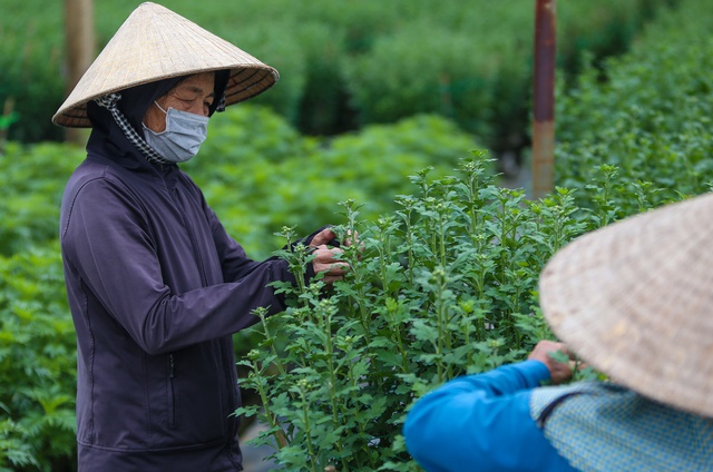  Sinh viên, công nhân thất nghiệp “ngắt lá, bẻ nụ hoa” kiếm tiền triệu tiêu Tết  - Ảnh 8.