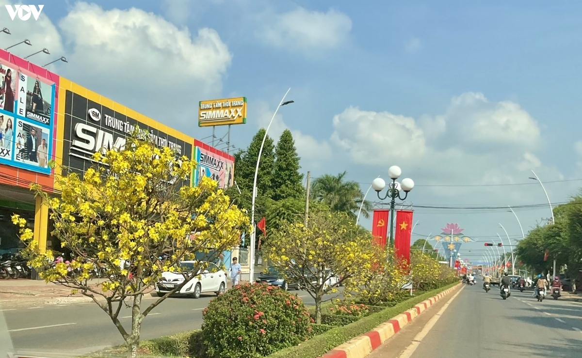 Hơn 900 cây mai vàng khoe sắc trên dải phân cách ở Bà Rịa - Vũng Tàu - Ảnh 2. Hơn 900 cây mai vàng khoe sắc trên dải phân cách ở Bà Rịa - Vũng Tàu - Ảnh 2.