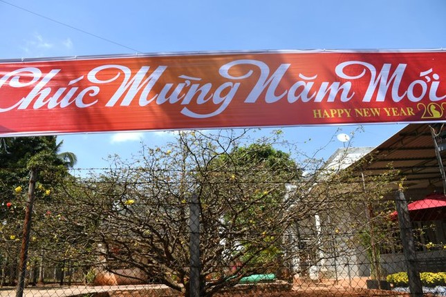 Cây mai có một không hai ở Đồng Nai - Ảnh 2.