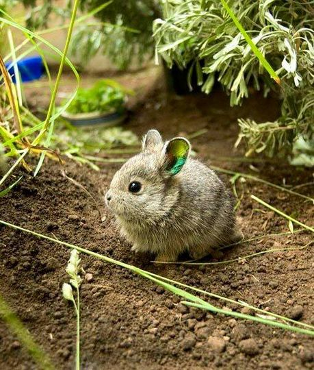 Loài thỏ độc lạ có kích thước siêu nhỏ chỉ bằng một nắm tay - Ảnh 2.