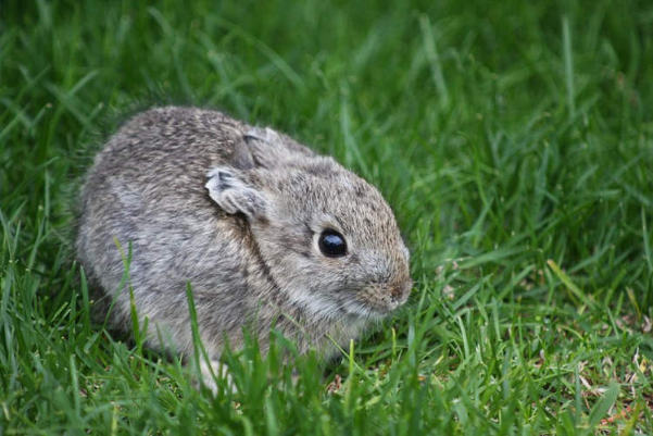 Loài thỏ độc lạ có kích thước siêu nhỏ chỉ bằng một nắm tay - Ảnh 1.