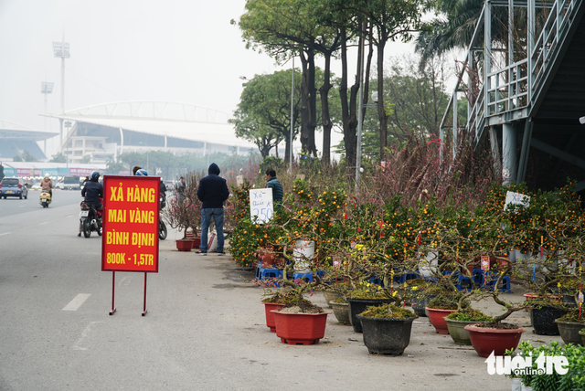  Hà Nội: Lan hồ điệp ‘sale sập sàn’ vẫn vắng khách mua  - Ảnh 2.