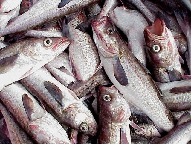 Một loại cá nổi tiếng của Việt Nam đang trở thành lựa chọn thay thế hoàn hảo cho cá minh thái Nga, giá xuất khẩu có thể tăng tới 20-55% - Ảnh 1.