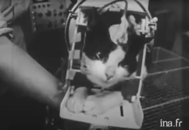 Câu chuyện về chú mèo duy nhất bay thành công vào vũ trụ: Sống sót trong vận tốc gấp 5 lần âm thanh nhưng chết dưới bàn tay con người  - Ảnh 1.