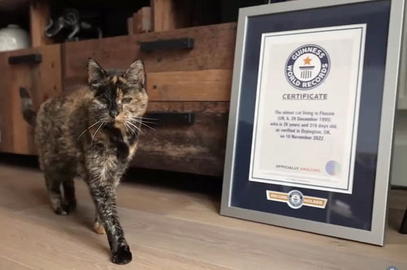 Những chú mèo phá kỷ lục Guinness - Ảnh 6.