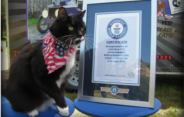 Những chú mèo phá kỷ lục Guinness - Ảnh 4.