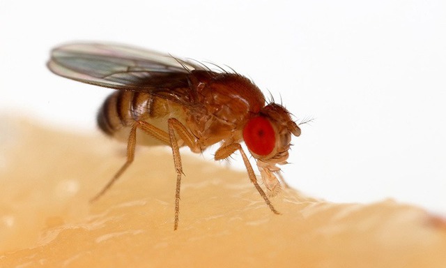 Phát hiện chiến thuật sinh tồn độc lạ của loài ruồi giấm - Ảnh 1.