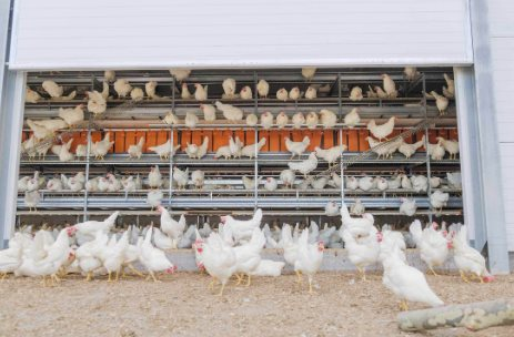 Việt Nam có gà ăn chuối nhưng đây mới là thực đơn nuôi gà “độc lạ” nhất thế giới: tiết kiệm hàng trăm triệu USD, tránh được khủng hoảng thức ăn chăn nuôi - Ảnh 2.