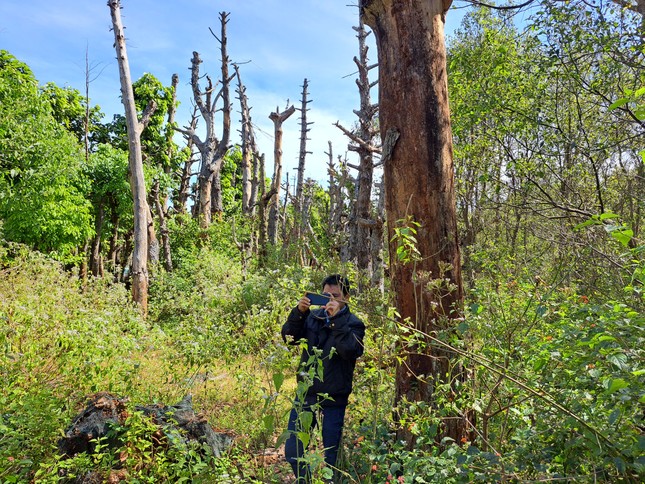 Hàng trăm cây xanh ở Gia Lai bị chết khi di dời - Ảnh 2.