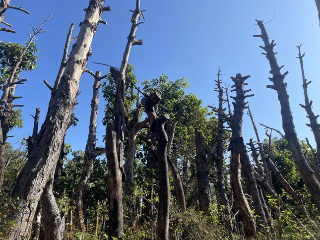 Hàng trăm cây xanh ở Gia Lai bị chết khi di dời - Ảnh 1.