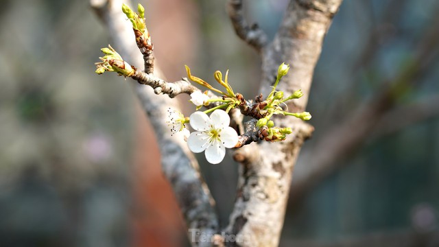  Người Hà Nội chi bạc triệu cho thú chơi hoa lê sau Tết  - Ảnh 15.