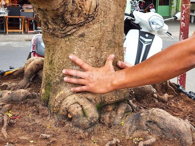 ‘Lão mai’ 100 tuổi, cây mai bàn tay năm ngón gây sốt ở miền Tây - Ảnh 3.