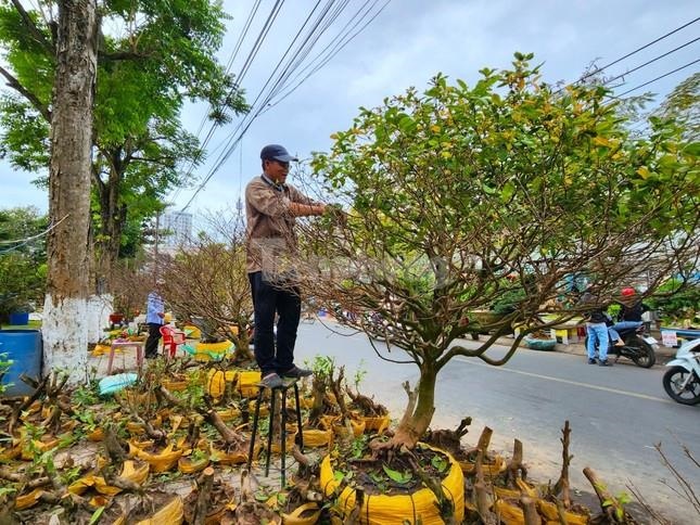 ‘Lão mai’ 100 tuổi, cây mai bàn tay năm ngón gây sốt ở miền Tây - Ảnh 7.