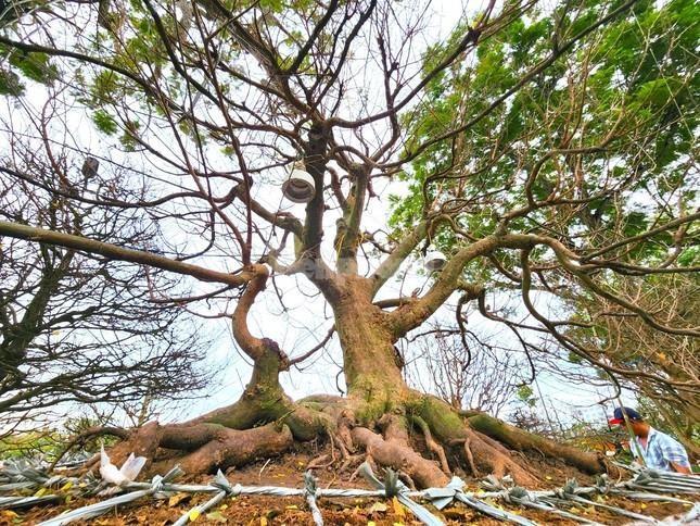 ‘Lão mai’ 100 tuổi, cây mai bàn tay năm ngón gây sốt ở miền Tây - Ảnh 6.