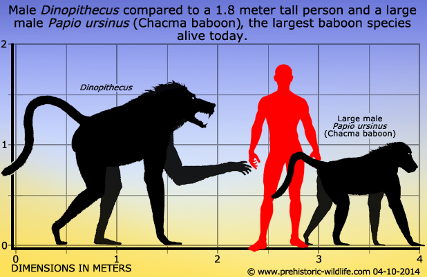 Phát hiện loài vượn khủng bố - một trong những loài vượn lớn nhất từng tồn tại trên Trái Đất - Ảnh 3.