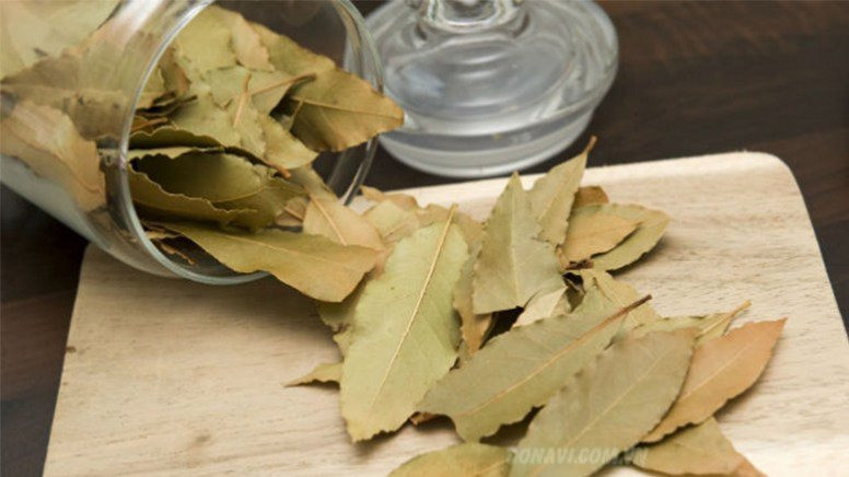 Một loại lá chuyên dùng để nấu phở của Việt Nam bỗng được săn lùng ở nước ngoài: Xuất khẩu tăng đột biến 2.000%, thu về hơn 20 tỷ đồng - Ảnh 1. Một loại lá chuyên dùng để nấu phở của Việt Nam bỗng được săn lùng ở nước ngoài: Xuất khẩu tăng đột biến 2.000%, thu về hơn 20 tỷ đồng - Ảnh 1.