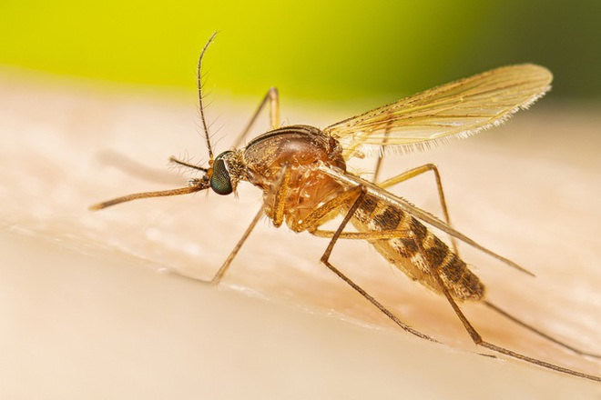 Mỹ huy động hàng triệu con muỗi lên trực thăng để cứu loài vật đang có nguy cơ tuyệt chủng - Ảnh 3.