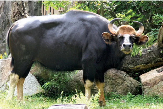 Độc lạ loài bò lớn nhất thế giới ở Việt Nam: Nặng tới 2 tấn, mang nguồn gen quý hiếm - Ảnh 8.