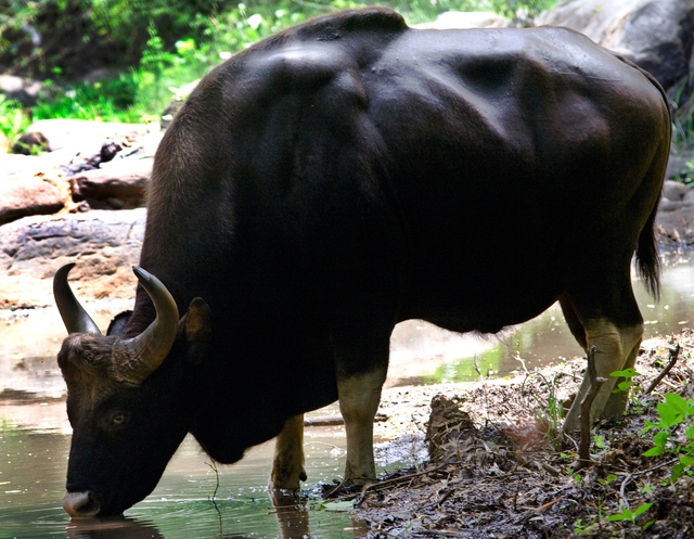 Độc lạ loài bò lớn nhất thế giới ở Việt Nam: Nặng tới 2 tấn, mang nguồn gen quý hiếm - Ảnh 7.