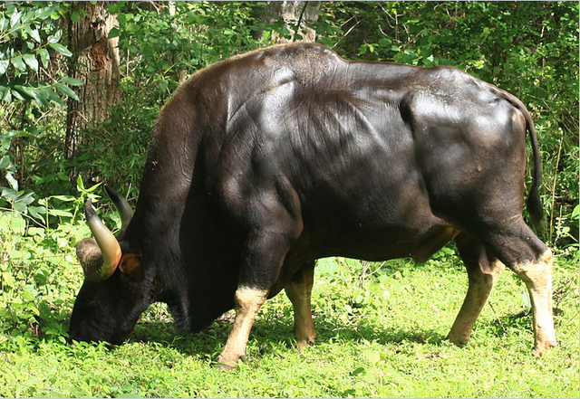 Độc lạ loài bò lớn nhất thế giới ở Việt Nam: Nặng tới 2 tấn, mang nguồn gen quý hiếm - Ảnh 5.