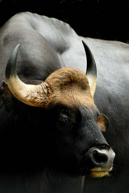 Độc lạ loài bò lớn nhất thế giới ở Việt Nam: Nặng tới 2 tấn, mang nguồn gen quý hiếm - Ảnh 4.