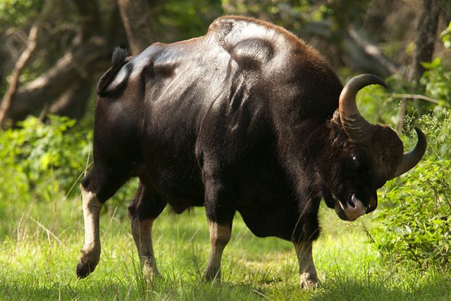 Độc lạ loài bò lớn nhất thế giới ở Việt Nam: Nặng tới 2 tấn, mang nguồn gen quý hiếm - Ảnh 3.