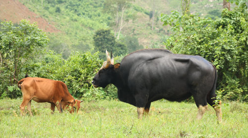 Độc lạ loài bò lớn nhất thế giới ở Việt Nam: Nặng tới 2 tấn, mang nguồn gen quý hiếm - Ảnh 1.