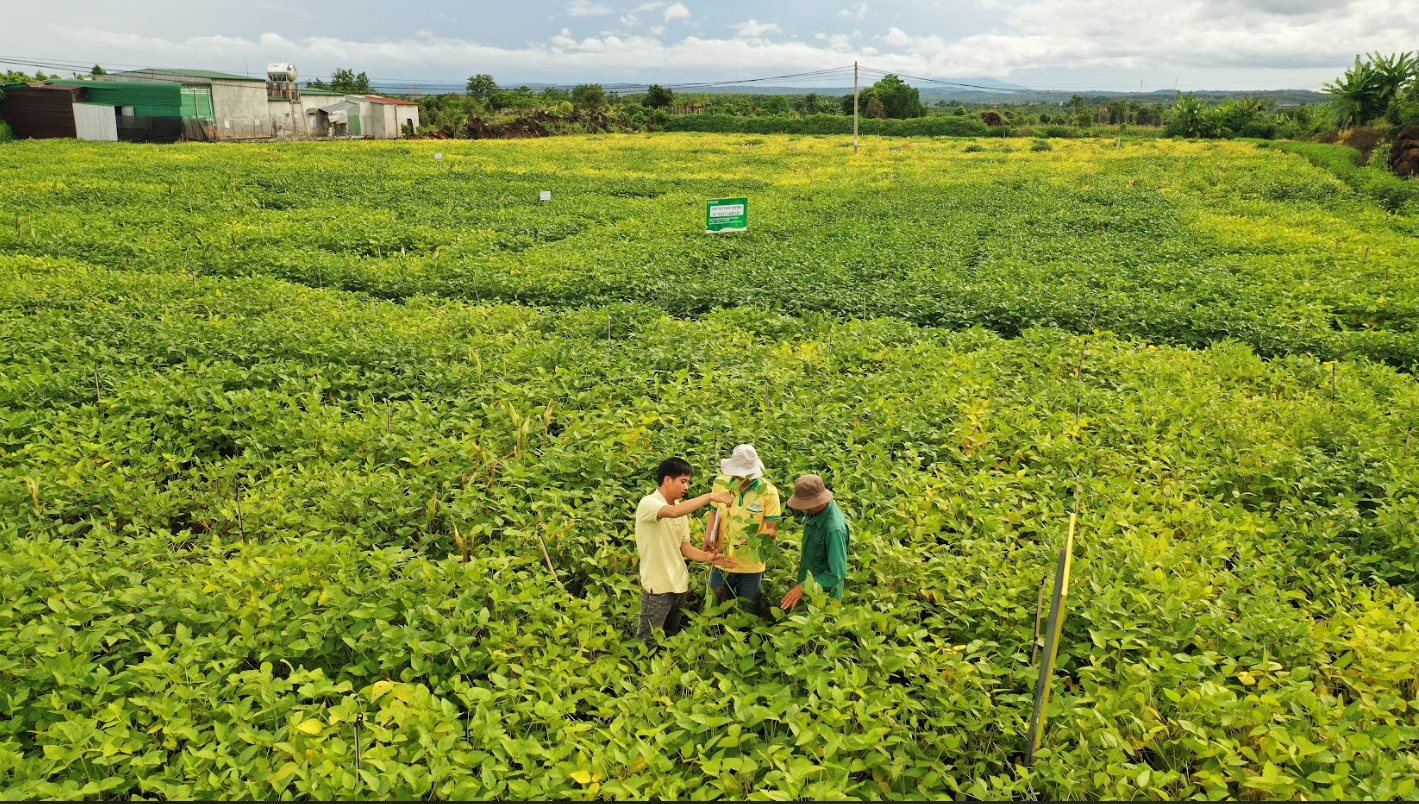 Một loại hạt giàu dinh dưỡng được ví như “thịt không xương”: Ở Việt Nam có một thương hiệu quốc gia, nỗ lực hơn 1 thập kỷ để phát triển bền vững vùng nguyên liệu - Ảnh 6.