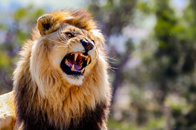 Động vật trên thảo nguyên châu Phi sợ âm thanh của con người hơn tiếng sư tử gầm! - Ảnh 1.
