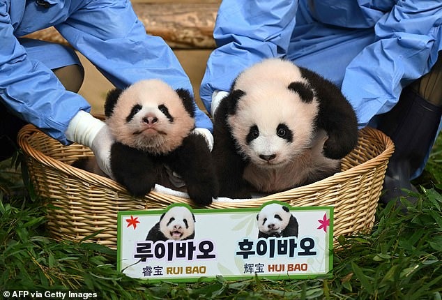 Cặp gấu trúc song sinh cưng xỉu vừa chào đời đã nổi tiếng khắp Hàn Quốc, được 500.000 người tham gia đặt tên - Ảnh 5.