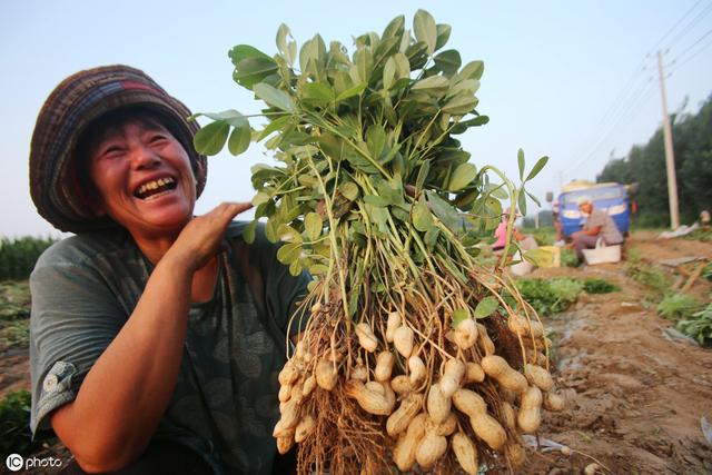 Kỳ lạ nông dân Trung Quốc cứ trồng lạc là giẫm chân lên cây, chuyên gia: Mẹo hay nên làm! - Ảnh 4.