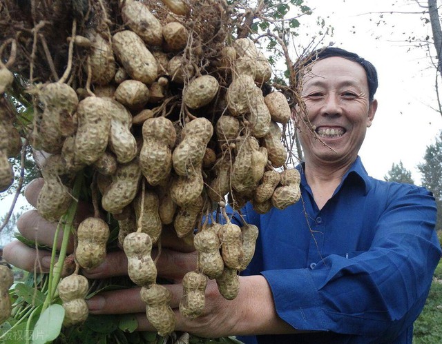 Kỳ lạ nông dân Trung Quốc cứ trồng lạc là giẫm chân lên cây, chuyên gia: Mẹo hay nên làm! - Ảnh 9.