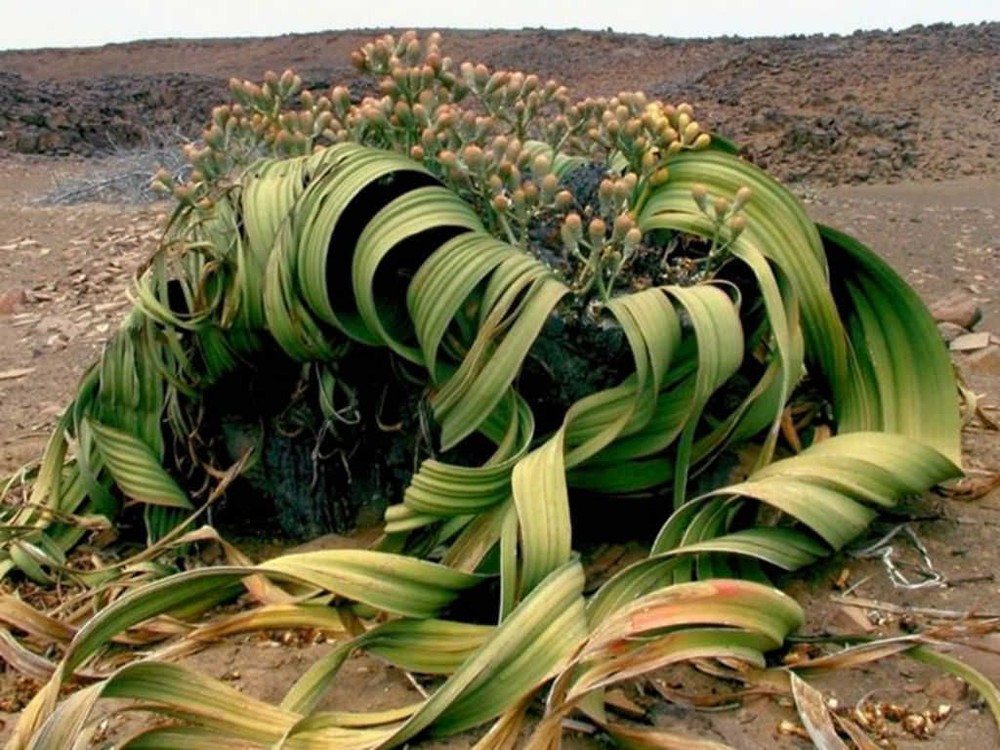 Welwitschia mirabilis: Loài thực vật cổ xưa có khả năng tồn tại hàng nghìn năm - Ảnh 5.