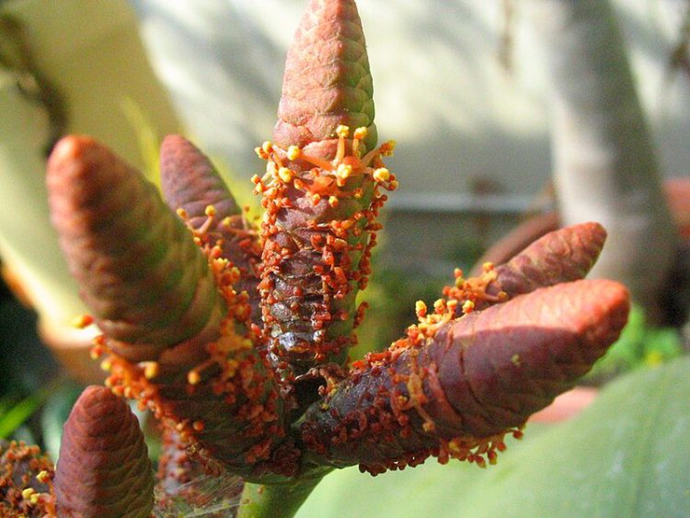 Welwitschia mirabilis: Loài thực vật cổ xưa có khả năng tồn tại hàng nghìn năm - Ảnh 4.