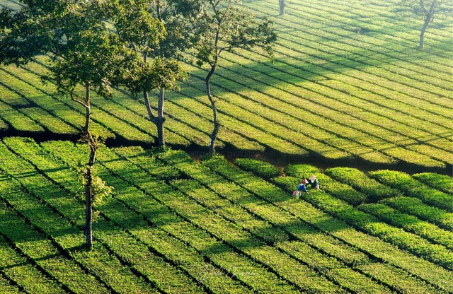 Thế hệ đại gia phố núi mới ở Gia Lai: Không đi lên từ khai thác gỗ và bất động sản, họ đang kiếm Đô La bằng cách nào? - Ảnh 2.