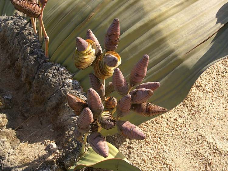 Welwitschia mirabilis: Loài thực vật cổ xưa có khả năng tồn tại hàng nghìn năm - Ảnh 3.