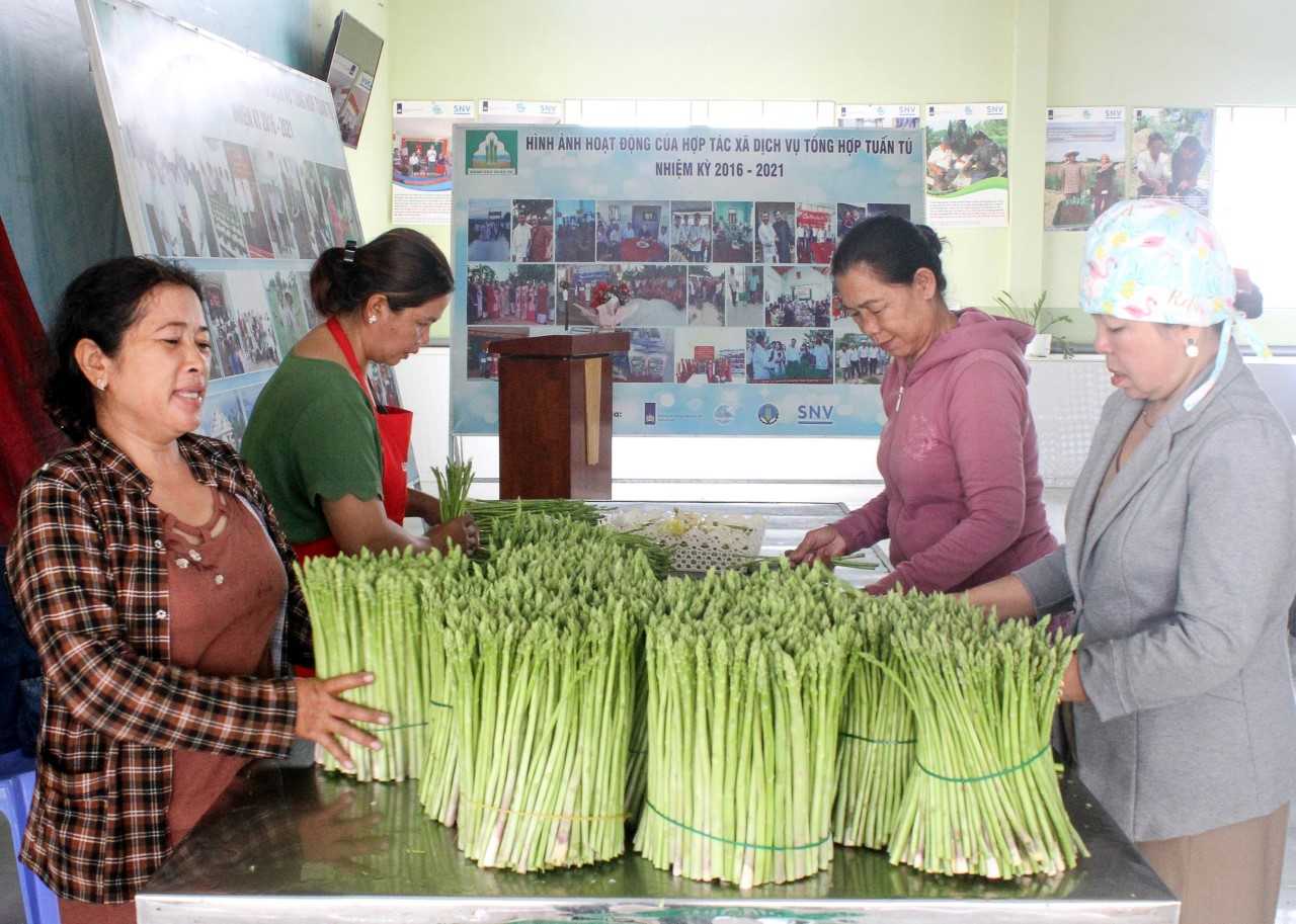 Trồng cây rau vua trên đất cát ven biển, mỗi tháng ung dung đút túi cả trăm triệu đồng - Ảnh 3.