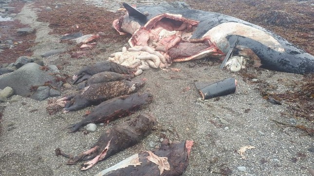 Bí ẩn về cái chết của con cá voi nuốt chửng 7 con rái cá biển - Ảnh 1.