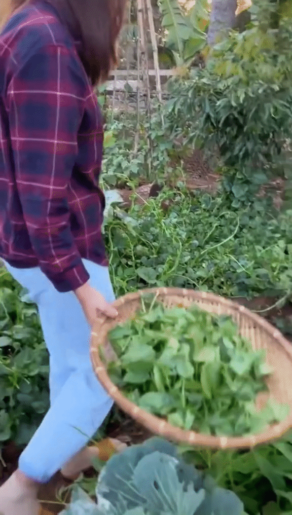 Vườn rau xanh mướt ở quê nhà của HHen Niê: Bắp cải, cà chua, đậu đũa... chen chúc, cứ bước ra là có đồ ăn - Ảnh 6.