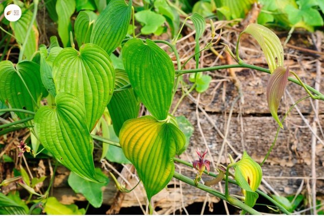 Loại cây mọc hoang dại nhiều nơi, được ví tốt như sâm, giúp bổ phổi, trị ho - Ảnh 1.