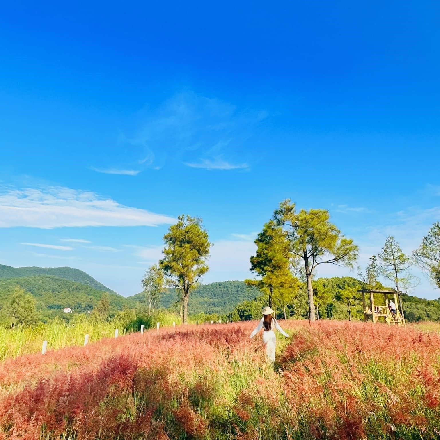 Xuất hiện đồi cỏ hồng ngay tại miền Bắc đẹp không kém gì Đà Lạt, dân tình thi nhau săn lùng - Ảnh 2.