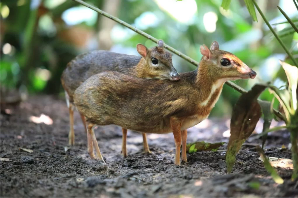 Độc lạ loài thú quý hiếm giữ kỷ lục thế giới ở Việt Nam: Vẻ ngoài giống hươu, kích cỡ chỉ bằng con thỏ - Ảnh 7.