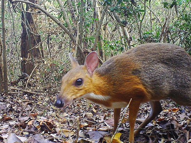 Độc lạ loài thú quý hiếm giữ kỷ lục thế giới ở Việt Nam: Vẻ ngoài giống hươu, kích cỡ chỉ bằng con thỏ - Ảnh 12.